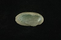 藏品(石蚌)的圖片